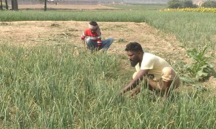 দৌলতপুরে লোকসানের বোঝা মাথায় নিয়ে পেয়াঁজ উত্তোলনে ব্যস্ত কৃষক