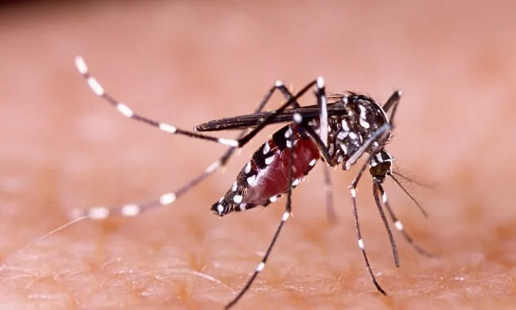 Health officials report 173 fresh cases of dengue inflection overnight