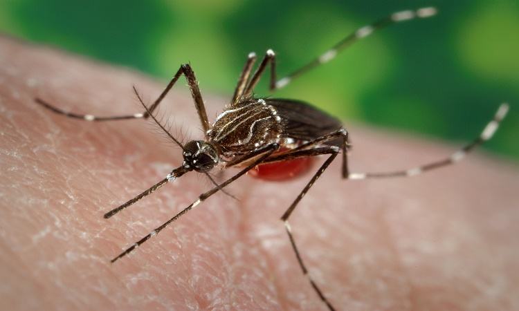 2 dengue patients die, 1,020 hospitalized in 24 hrs