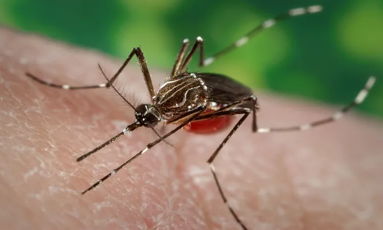 2 dengue patients die, 1,020 hospitalized in 24 hrs