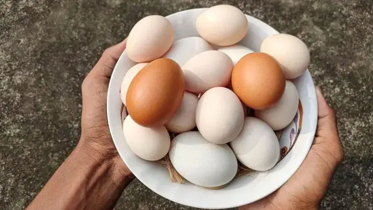 সাদা না লাল, কোন রঙের ডিমে পুষ্টি বেশি?