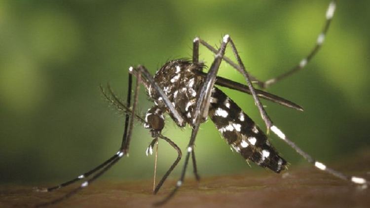 7 dengue patients die, 864 hospitalized in 24 hrs