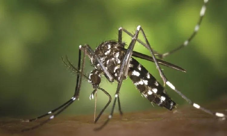 7 dengue patients die, 864 hospitalized in 24 hrs