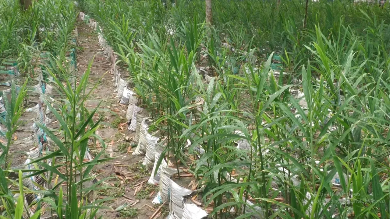 শেরপুরে বাণিজ্যিকভাবে বেড়েছে বস্তায় আদা চাষ