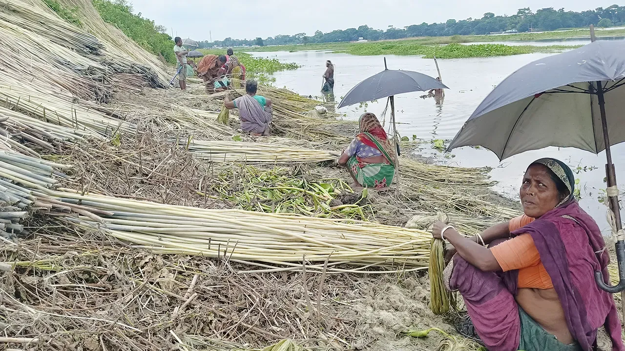 পাটের ফলন কম হলেও দামে খুশি কৃষক