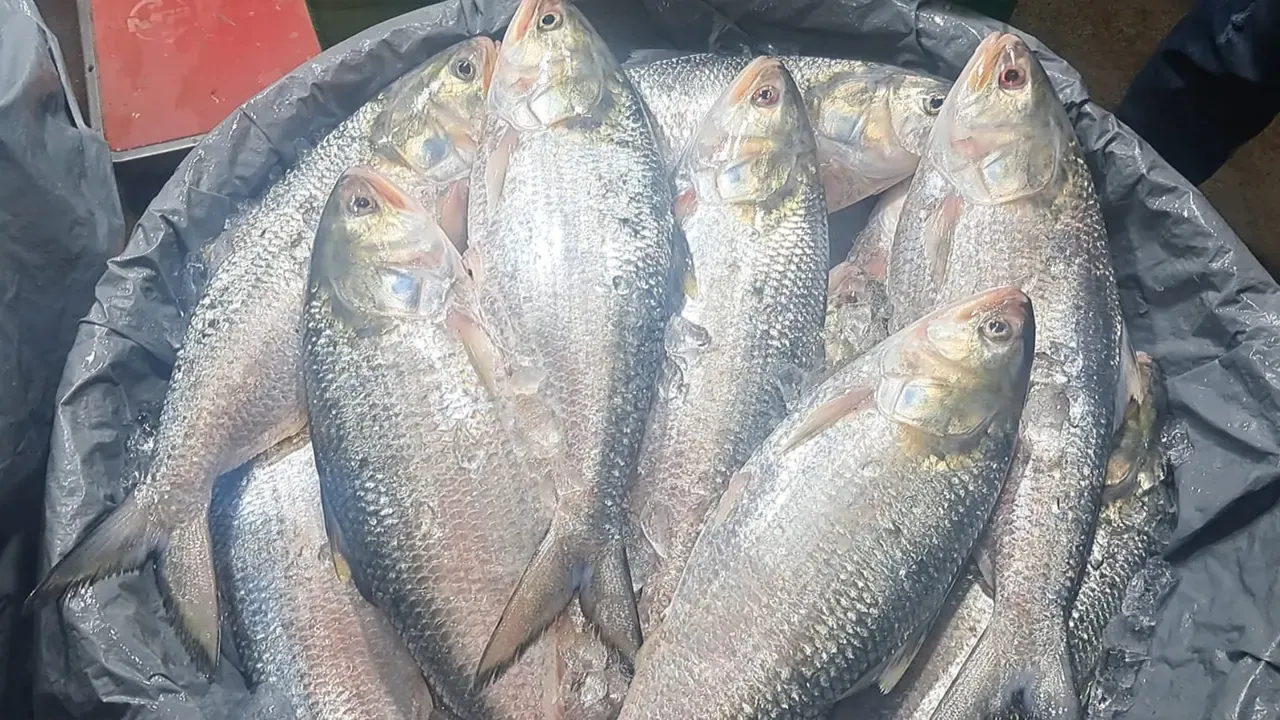 নিষেধাজ্ঞা শেষে চাঁদপুরের মাছঘাটে ইলিশের সরগরম বেচাকেনা