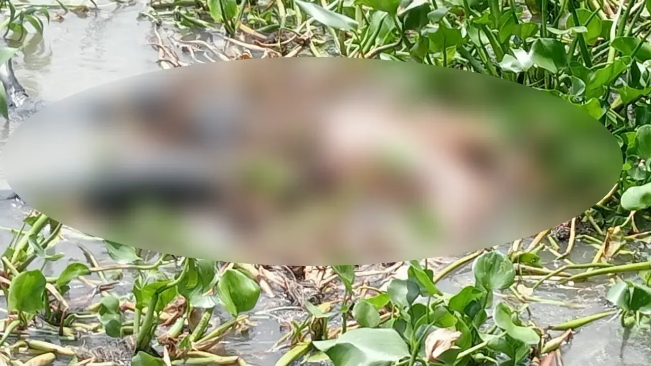 পদ্মায় মিলল প্রধান অভিযুক্ত ফোরকানের মরদেহ