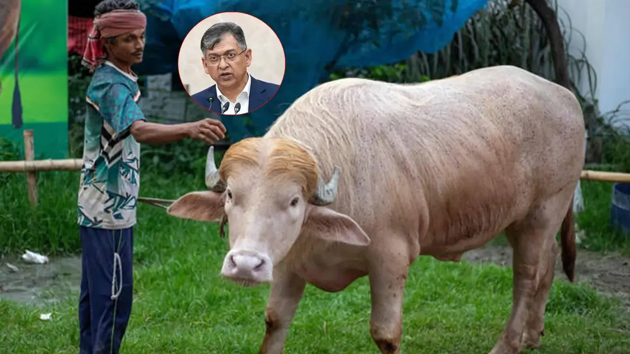 মন্ত্রীর হস্তক্ষেপে কোরবানি হচ্ছে না ‘ডোনাল্ড ট্রাম্প’