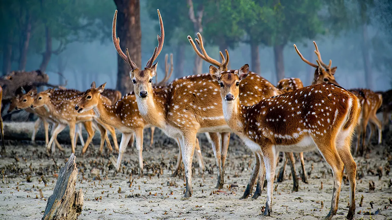 আজ জাতীয় বন্যপ্রাণী দিবস