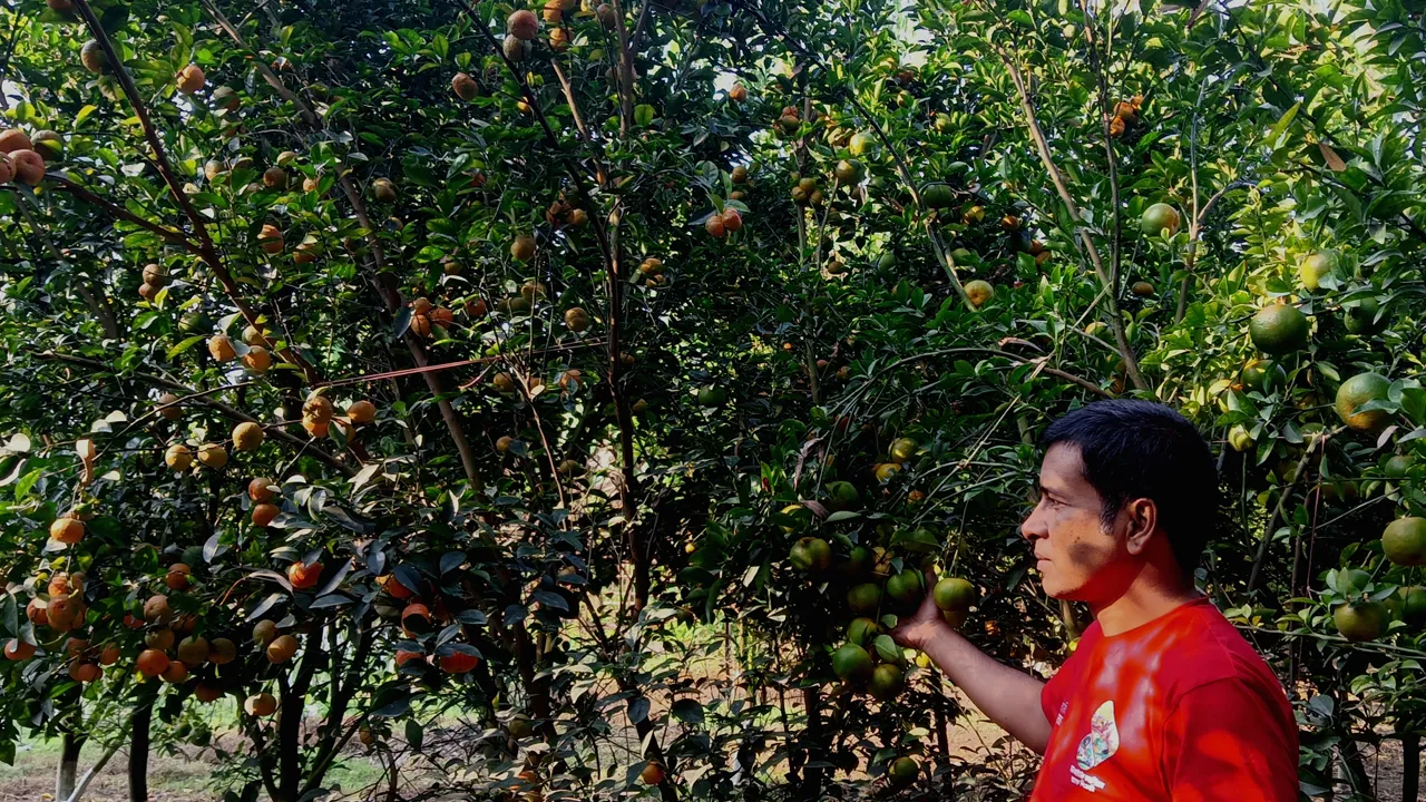কমলা ও মাল্টা চাষে লাখপতি হওয়ার স্বপ্ন