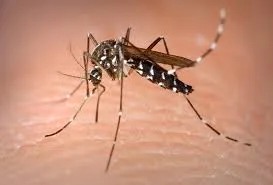 ডেঙ্গু আক্রান্ত আরও ৭ জন হাসপাতালে, সবাই ঢাকার