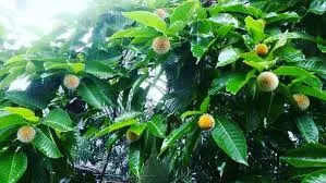 বর্ষার প্রথম দিন আজ