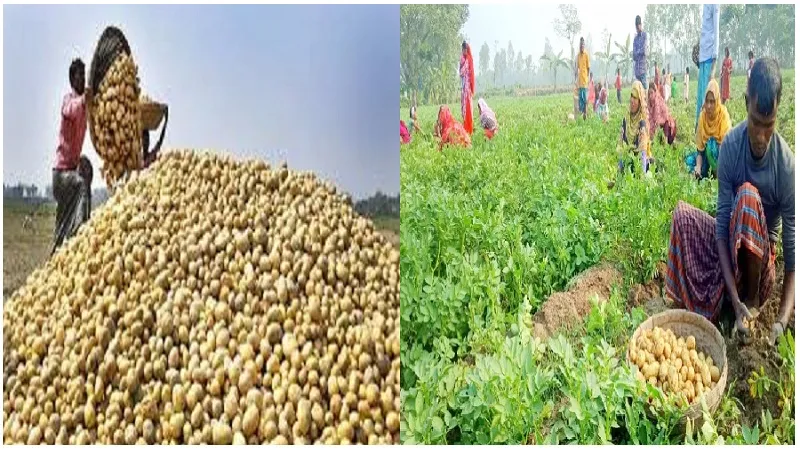 দেশে নতুন আলুর কেজি ৪০০!