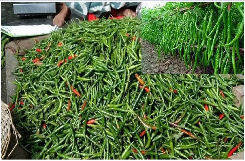 কাঁচা মরিচের দাম বগুড়ায় কমতে শুরু করেছে