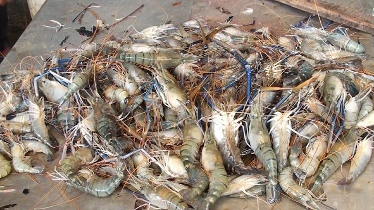 Shrimp farmers face big losses