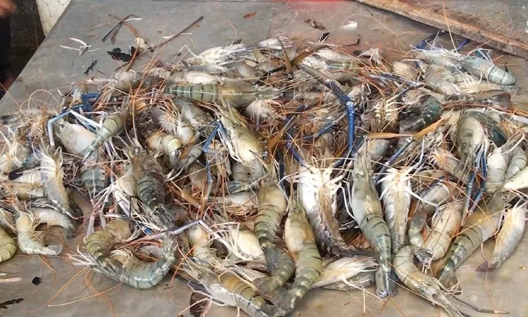 Shrimp farmers face big losses