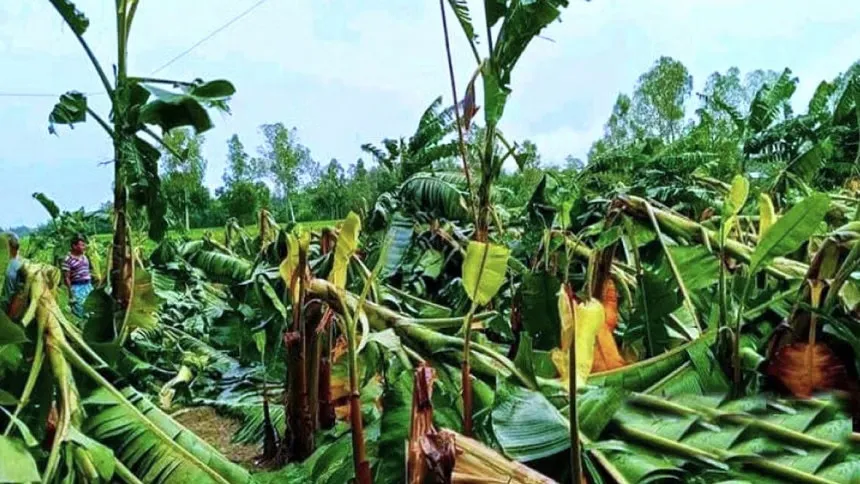 Cyclone Remal damages 3,074 hectares of cropland in Jashore