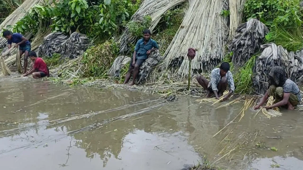 কুড়িগ্রামে বন্যা-খরায় পাটের আবাদে ব্যাপক ক্ষতি