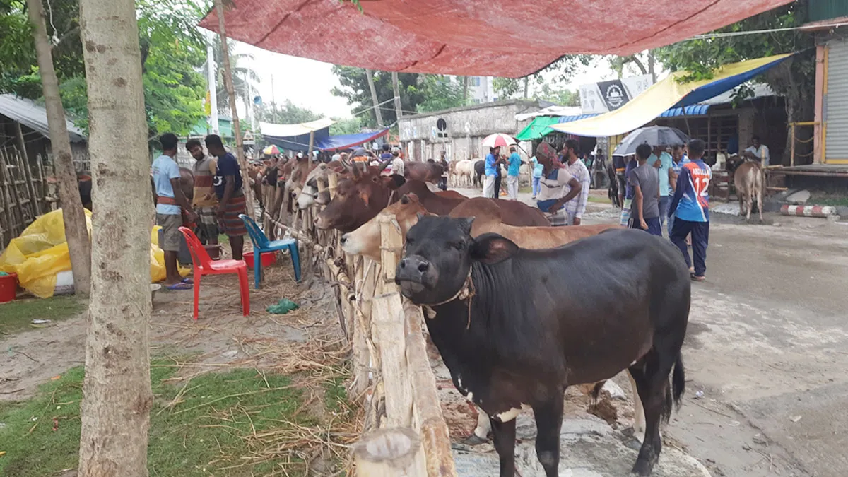 খুলনার এক হাটেই পৌনে ৪৪ কোটি টাকার পশু বিক্রি