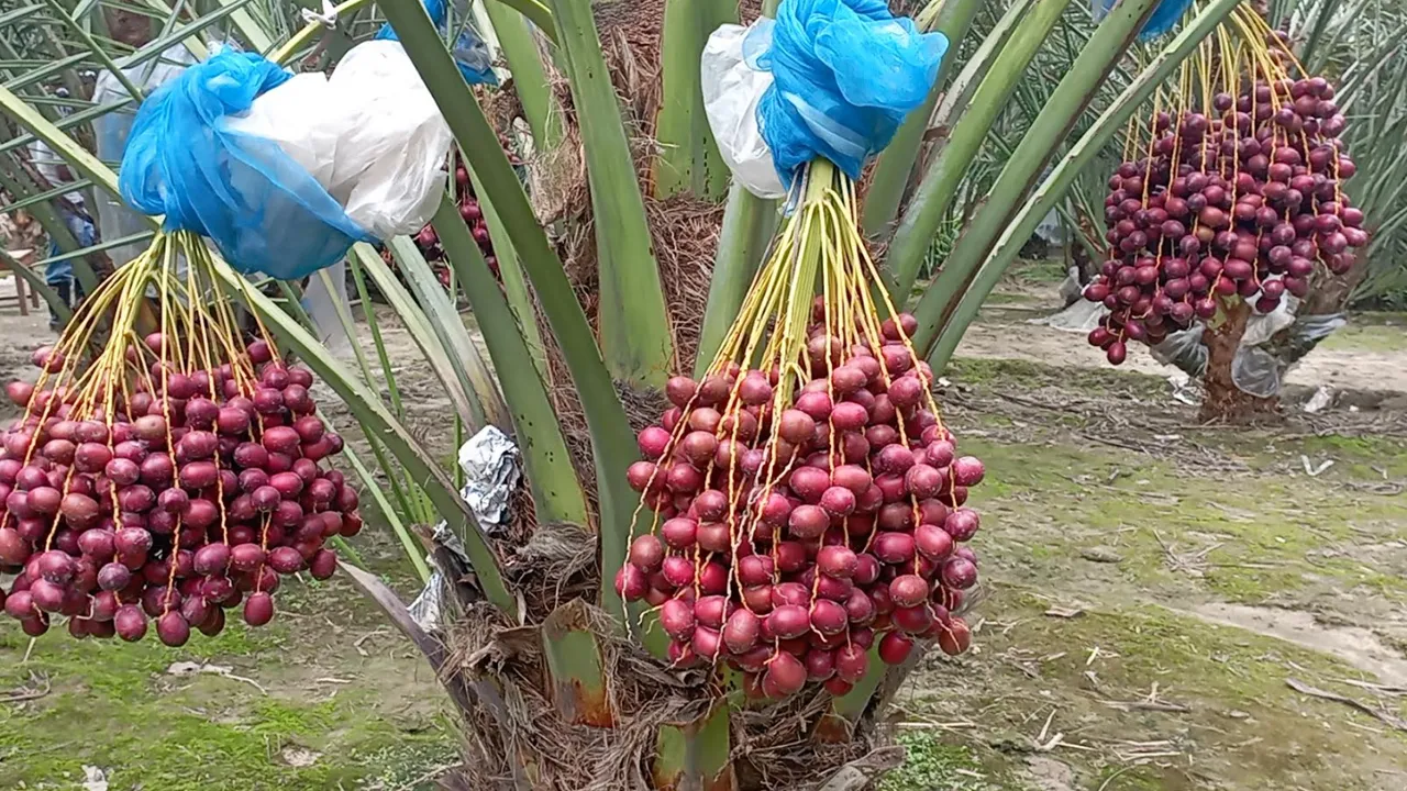 ইউটিউব দেখে মরুভূমির খেজুর চাষে সফল মোশারফ