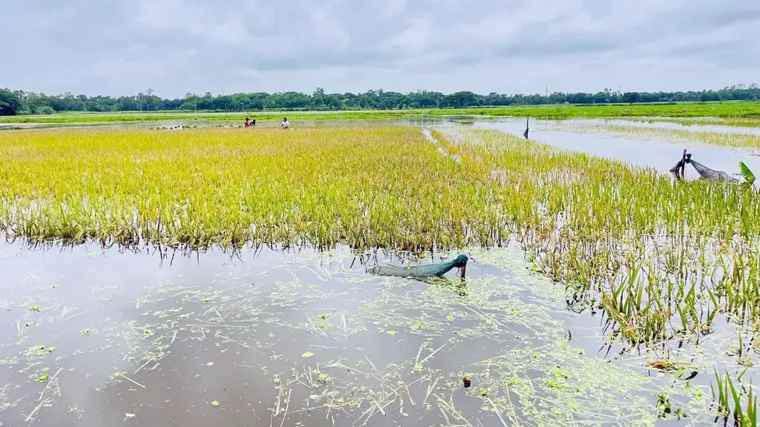 ‘চোখের সামনে কষ্টের ফসল ডুবে যাচ্ছে’