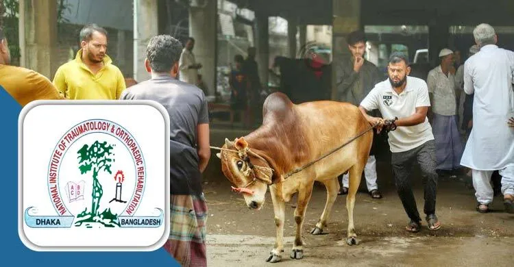 কোরবানি দিতে গিয়ে দুদিনে পঙ্গু হাসপাতালে ৬৪১ জন