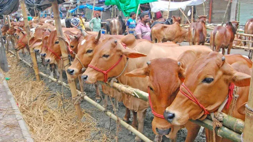 এক লাখ কোটি টাকার কোরবানির অর্থনীতি