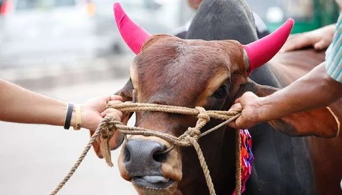 কোরবানির গোশত দিয়ে বিয়ের অনুষ্ঠানে খাওয়ানো যাবে?