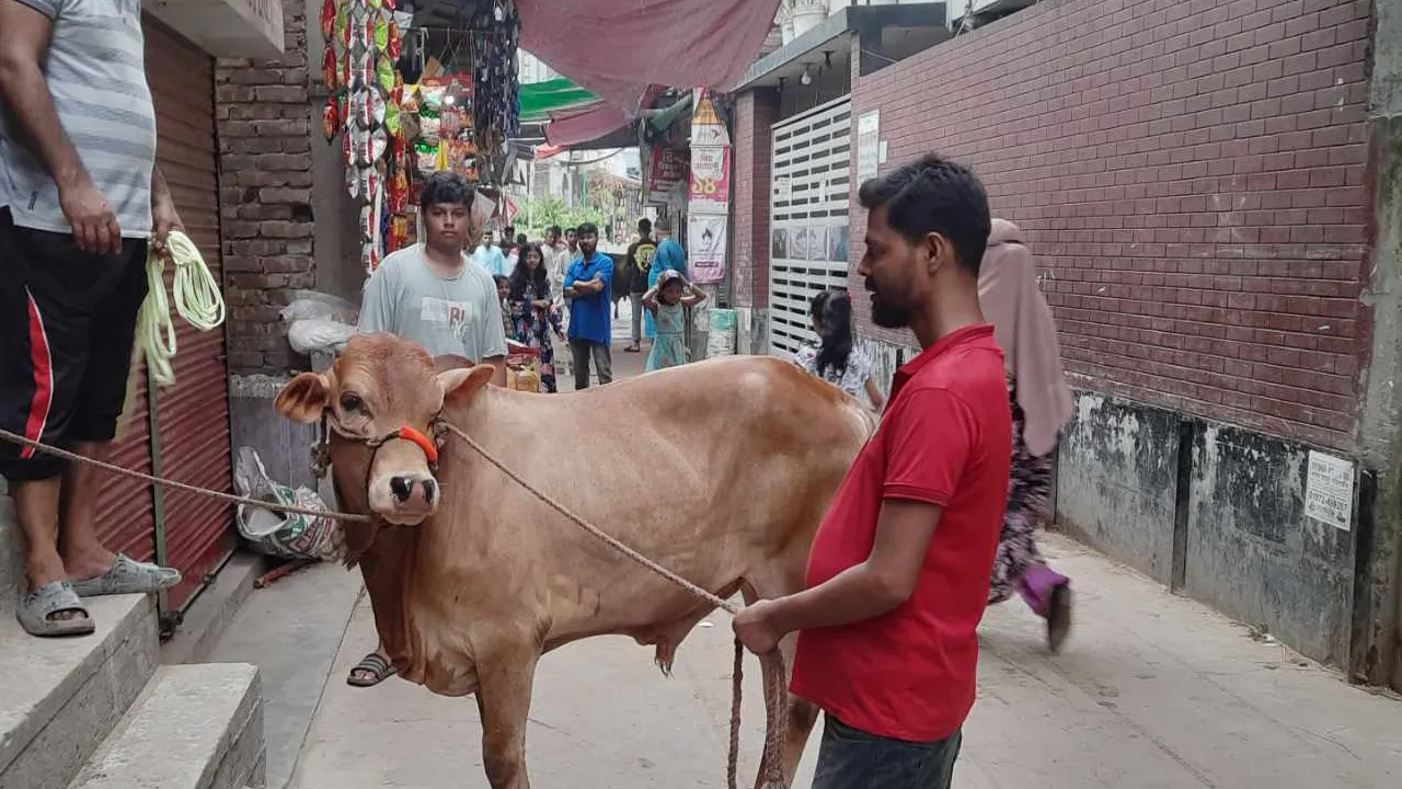 আল্লাহর অনুগ্রহ লাভের আশায় চলছে পশু কোরবানি