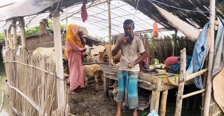 কুড়িগ্রামে বাড়ছে পানি, গো-খাদ্য সংকটে বিপাকে বানভাসিরা