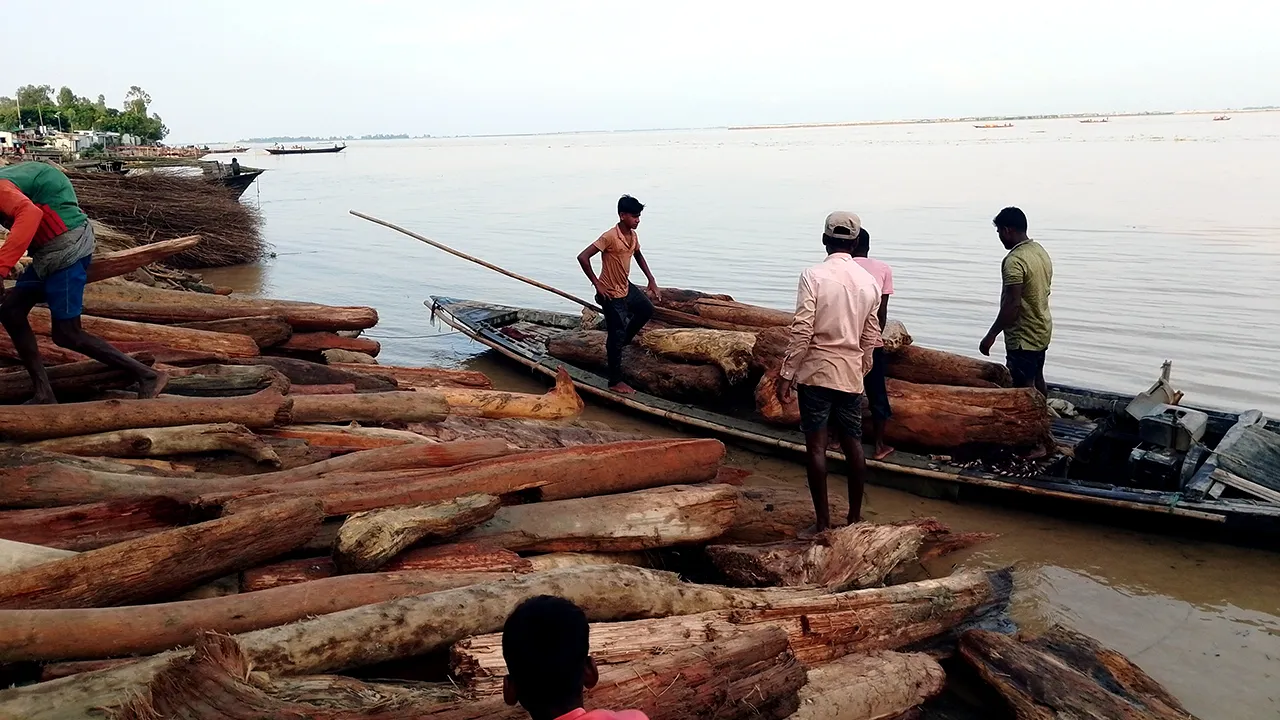 ‘লাল চন্দন’ ভেবে বিক্রি হচ্ছে নদীতে ভেসে আসা কাঠের গুঁড়ি