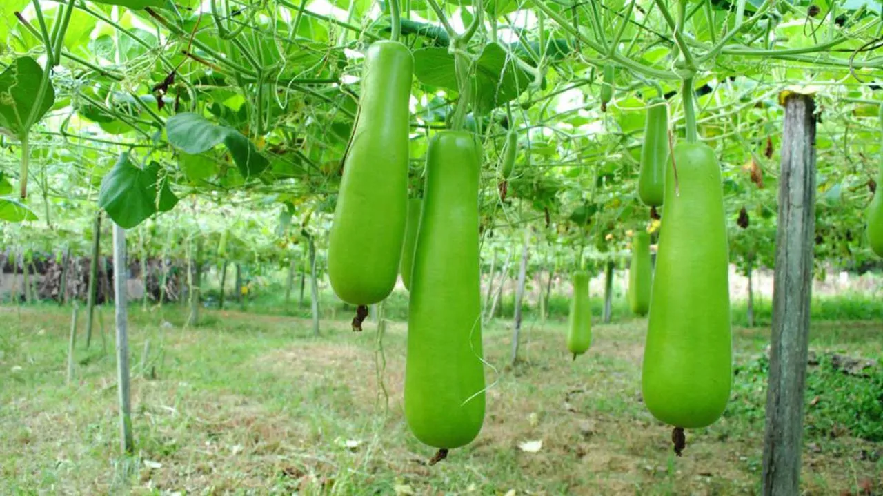 Benefits of eating gourd for the skin