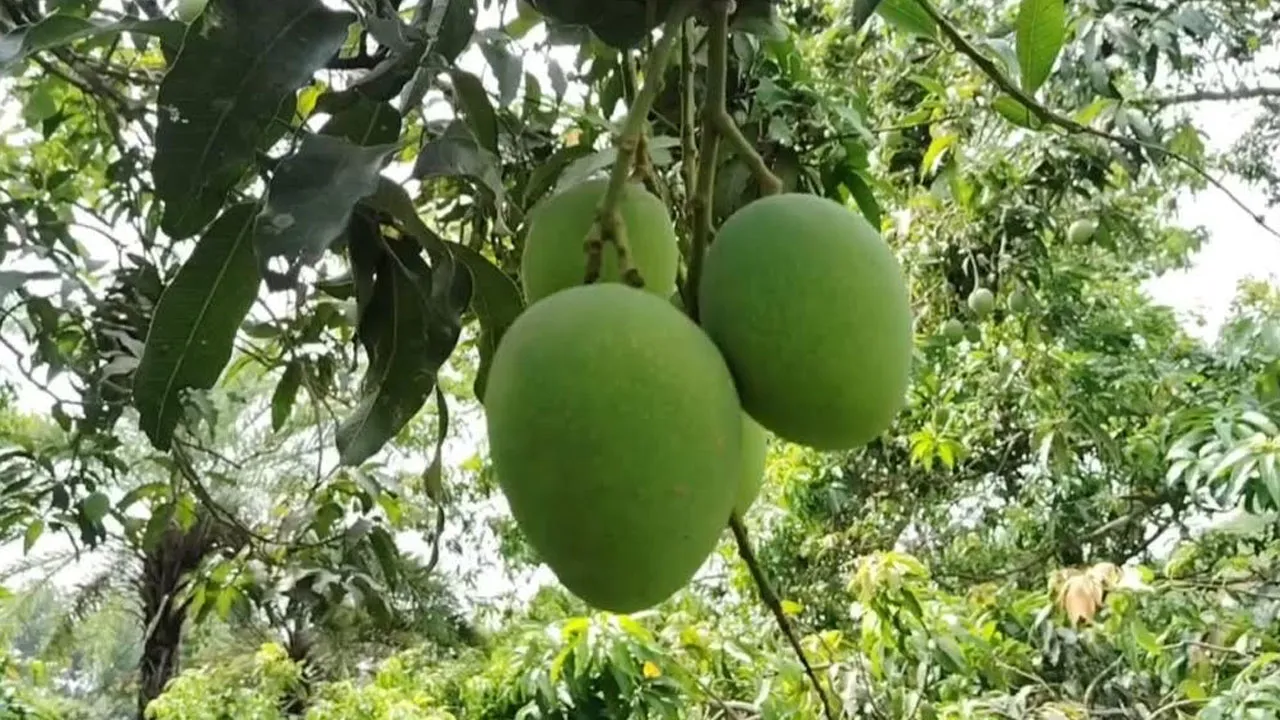 সাতক্ষীরায় ২৫০ কোটি টাকার আম বিক্রির আশা