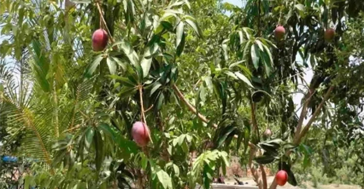 মসজিদের গাছের এক আম বিক্রি হলো ১৪ হাজার টাকায়