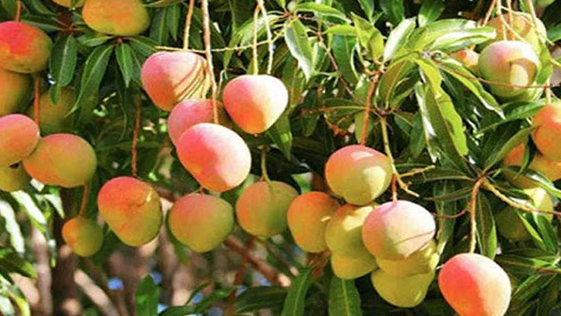 ব্যবসায়ীদের ‘অনুরোধে’ এগিয়ে আনা হলো ম্যাঙ্গো ক্যালেন্ডার