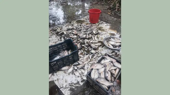 বিষ দিয়ে সাড়ে ৩ লাখ টাকার মাছ নিধন