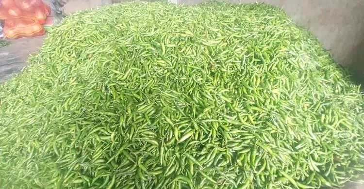 কমেছে উৎপাদন, মেহেরপুরে কাঁচা মরিচের দাম চড়া