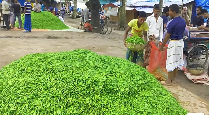 কাঁচা মরিচের কেজি ৫০০ ছুঁই ছুঁই