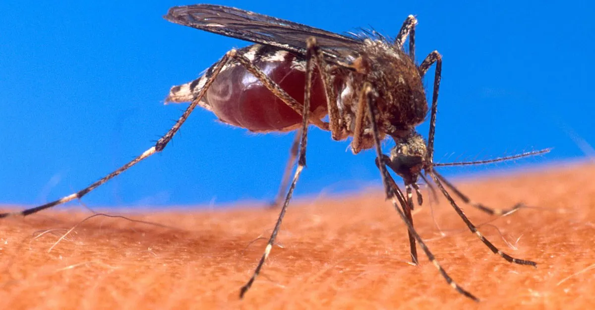 কোরআনে মশা সম্পর্কে যা বলা হয়েছে
