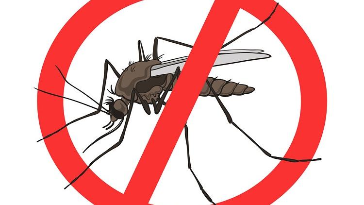 HC summons DNCC: Mosquito menace at Dhaka airport