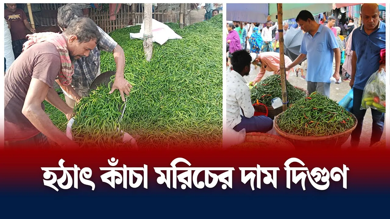 কাঁচা মরিচের দাম দিগুণ