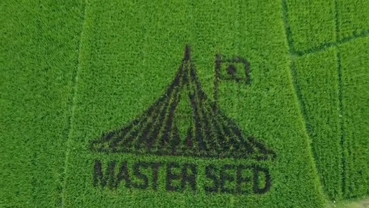 musturd-seed-20260406085400