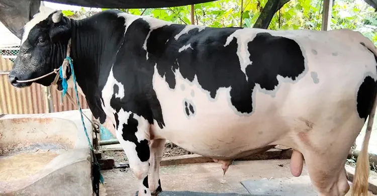 ময়মনসিংহে হাটে আলোচনায় ৩৫ মণের ‘সাদা ময়না’