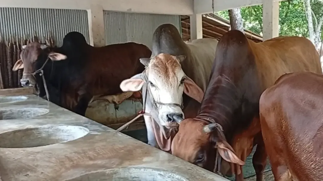 নড়াইলে কোরবানির জন্য প্রস্তুত ৪৫ হাজার পশু
