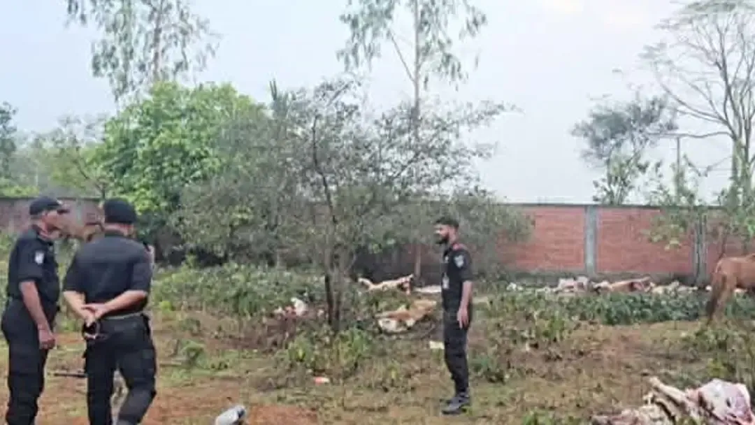 পূর্বাচলের একটি প্লটে ৯টি জবাই করা ও ১১টি জীবিত ঘোড়া উদ্ধার