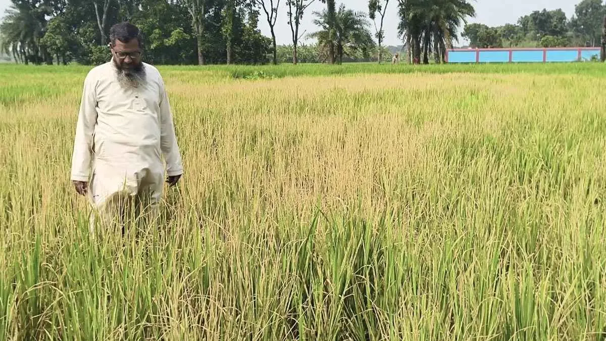 নাটোরে বিষ প্রয়োগে কৃষকের ৩ বিঘা জমির ধান নষ্ট