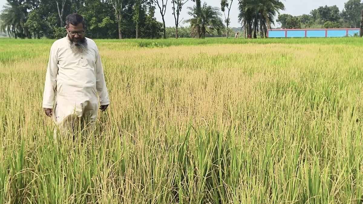 নাটোরে বিষ প্রয়োগে কৃষকের ৩ বিঘা জমির ধান নষ্ট