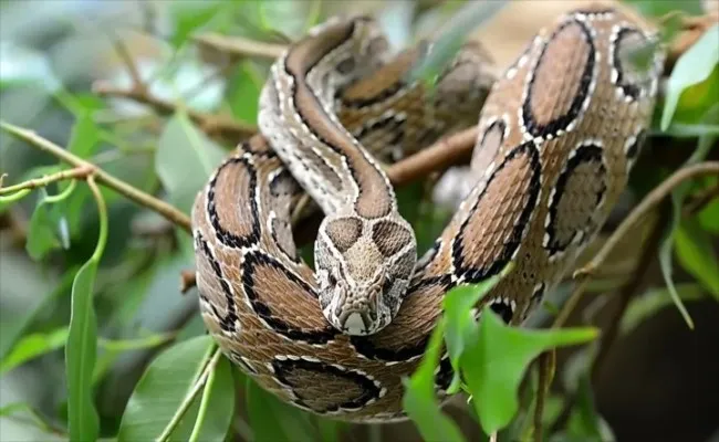 রাসেল ভাইপারকে মারতে পুরস্কার ঘোষণা!