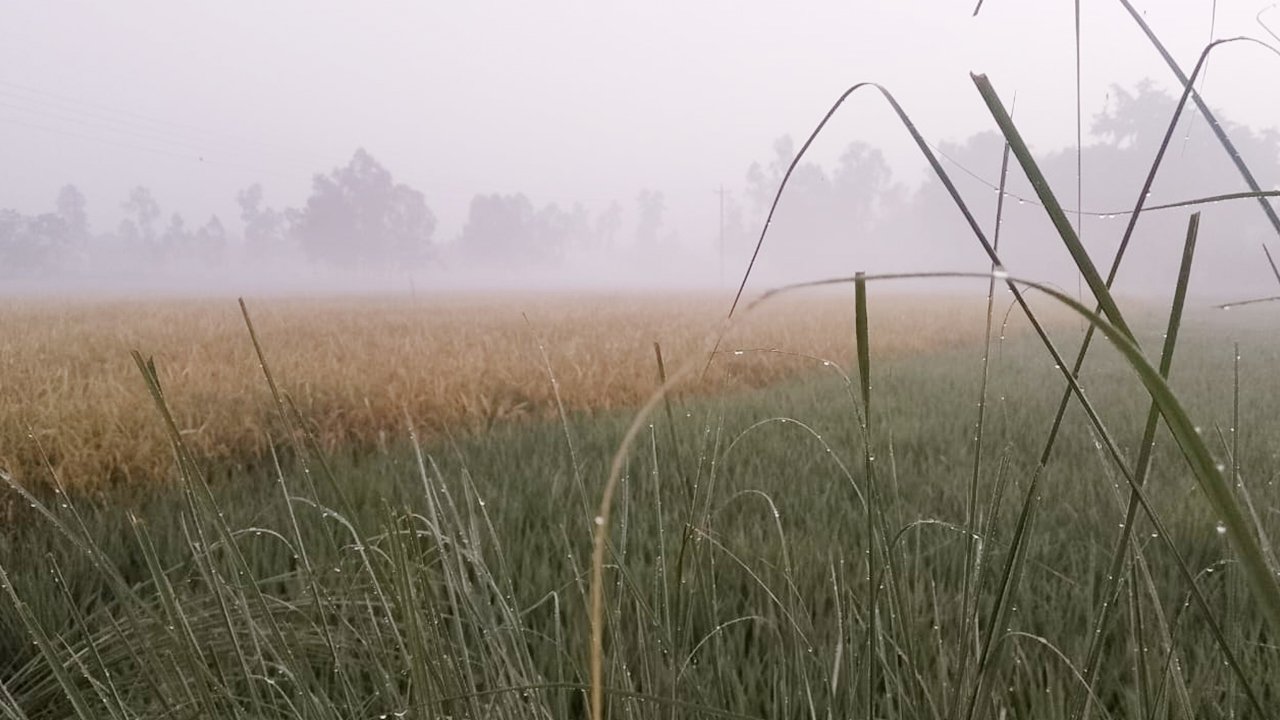 nilphamari