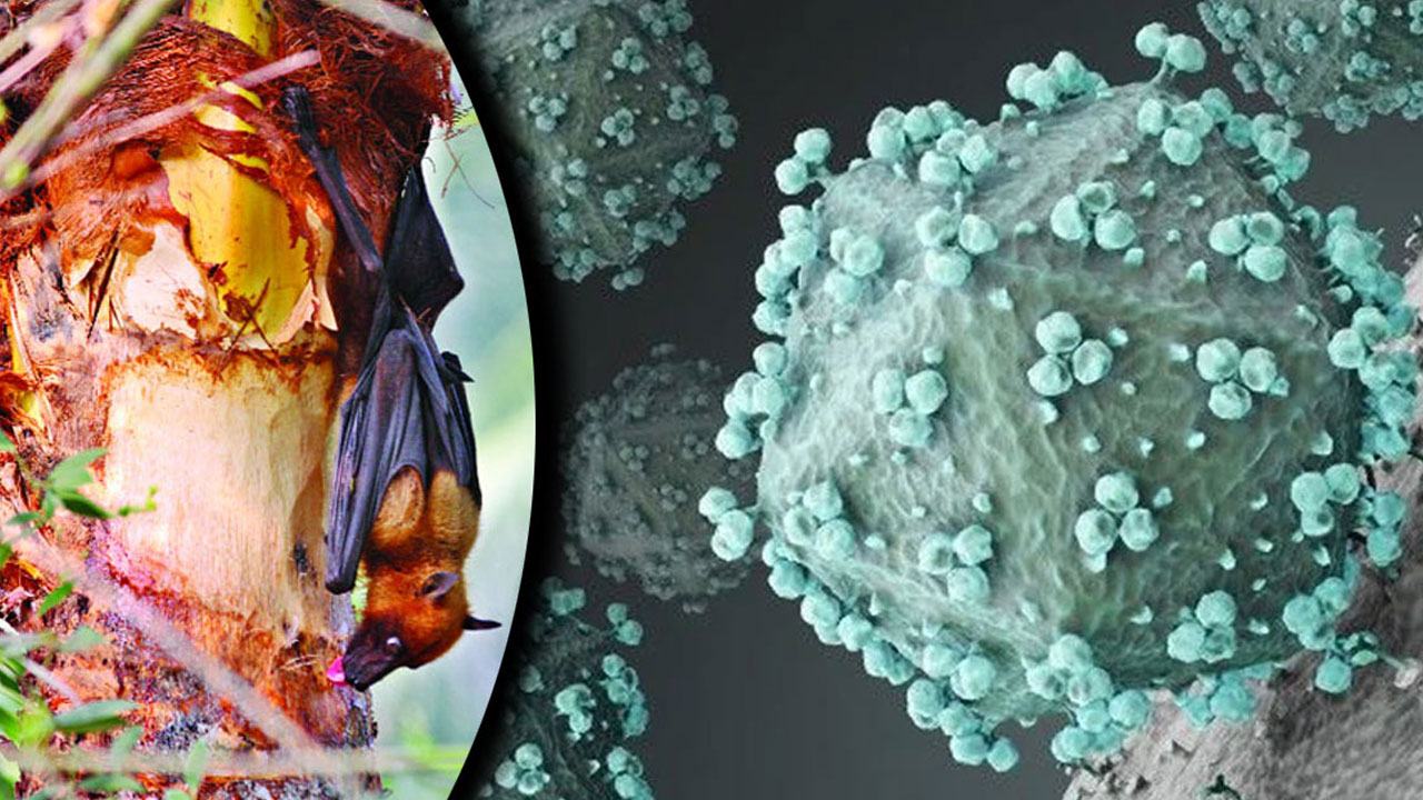 nipah-virus-20260207121411